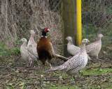 Pheasant-farm-Sandra-Sergeant-Photography-Basingstoke-Photographer